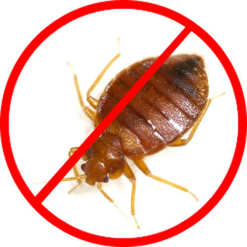 pest control bed bugs