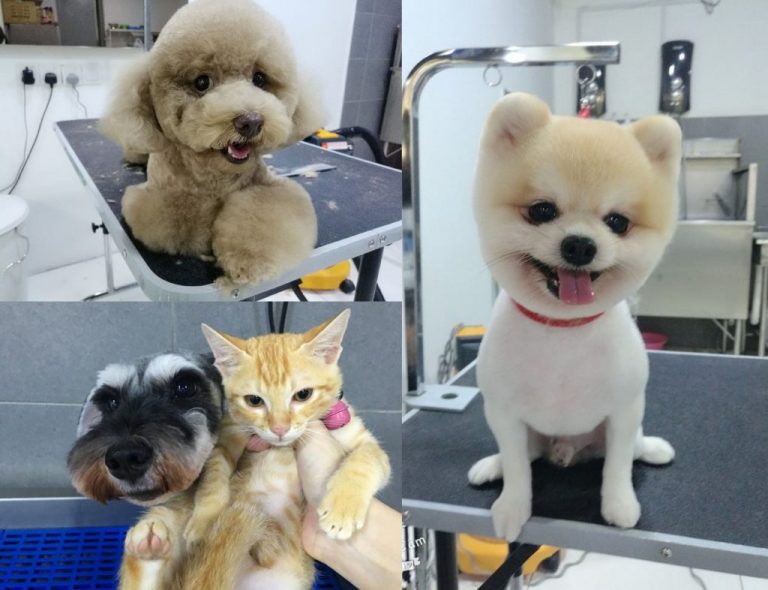 mobile dog grooming in Miami